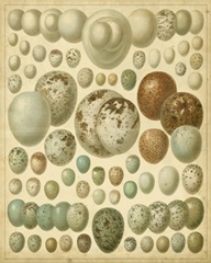 Vintage Bird Eggs I