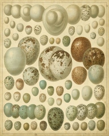 Vintage Bird Eggs I