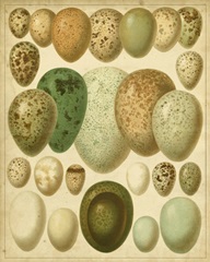 Vintage Bird Eggs II