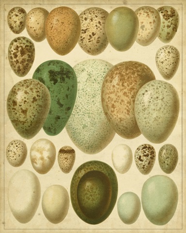 Vintage Bird Eggs II