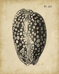 Vintage Diderot Shell II