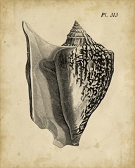 Vintage Diderot Shell III