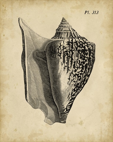 Vintage Diderot Shell III