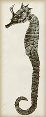 Vintage Seahorse I