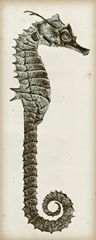 Vintage Seahorse II