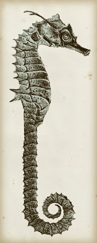 Vintage Seahorse II