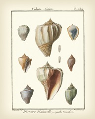Volute Shells, Pl.384