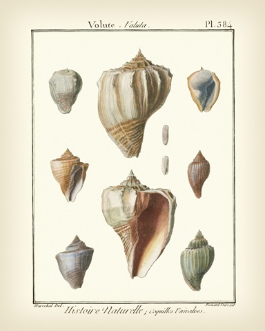 Volute Shells, Pl.384