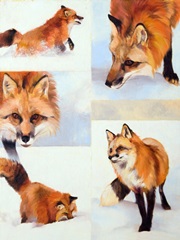 Vulpes V