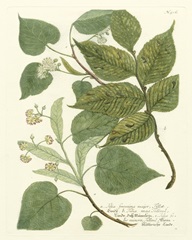 Weinmann Greenery III