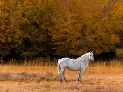 White Horse