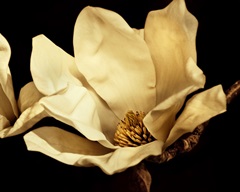 Buttercream Magnolia I