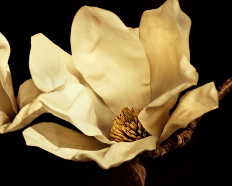 Buttercream Magnolia I