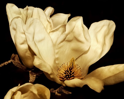 Buttercream Magnolia II