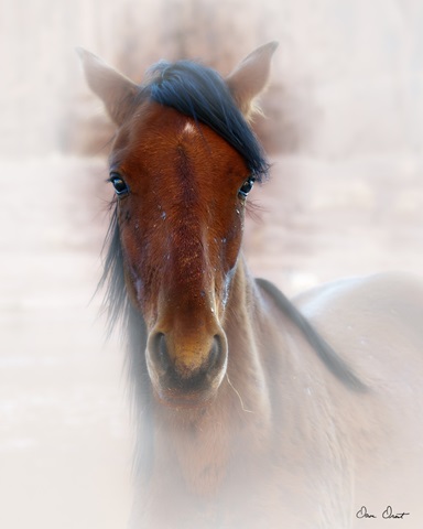 Horse Portrait I