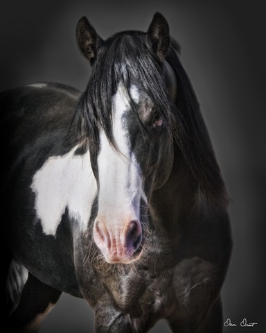 Horse Portrait II
