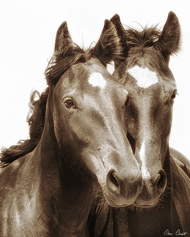Horse Portrait III