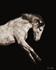 Horse Portrait IV