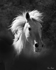 Horse Portrait V