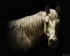 Horse Portrait VI