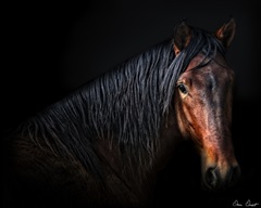 Horse Portrait VII
