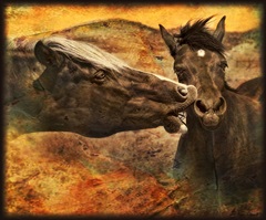 Kissing Horses I