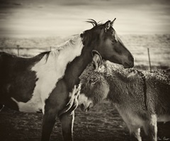 Kissing Horses II