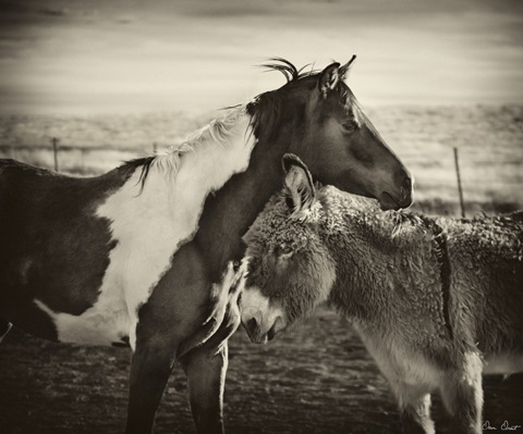 Kissing Horses II
