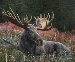 Recumbent Moose
