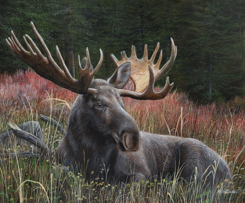 Recumbent Moose
