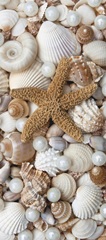 Shell Menagerie II