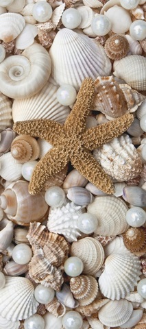 Shell Menagerie II
