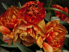 Old World Tulips I