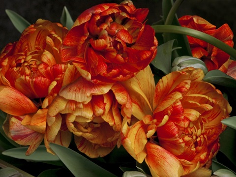 Old World Tulips I