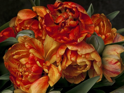 Old World Tulips II