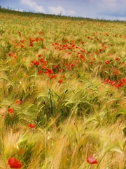 Poppies in Field I
