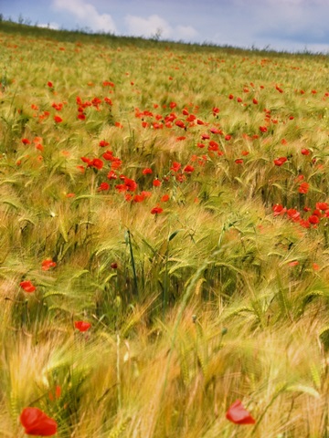 Poppies in Field I