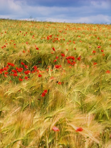 Poppies in Field II
