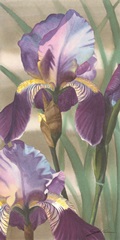 Asian Iris I