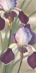 Asian Iris II