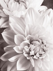 BandW Dahlias II
