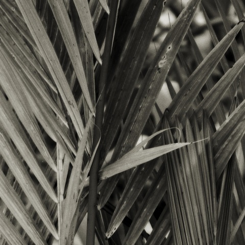 Bamboo Study I