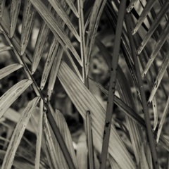 Bamboo Study II