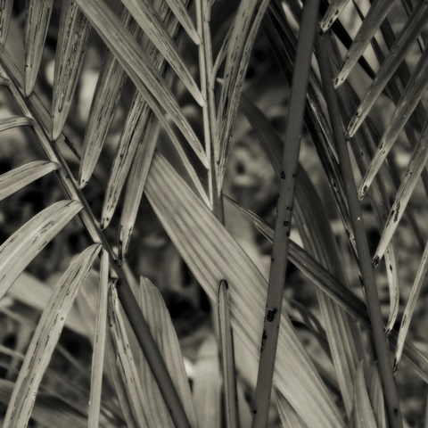 Bamboo Study II