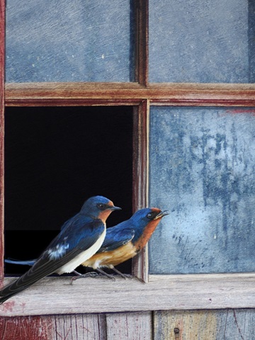Barn Swallows Window