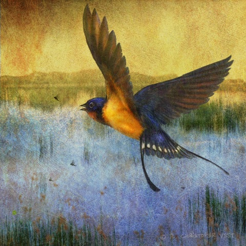 Barnswallow