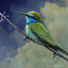 Bee Eater