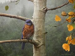 Bluebird Rain