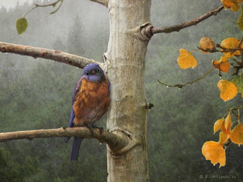 Bluebird Rain