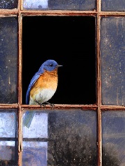 Bluebird Window